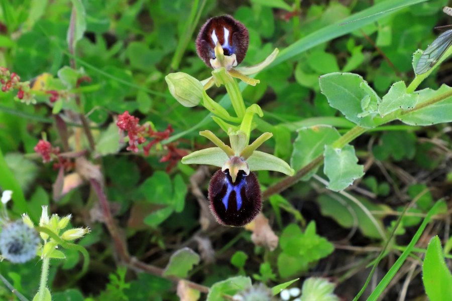 Orchidea da identificare